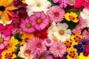 flowers-3644676__340