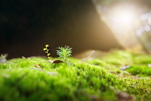 moss-2942497__340