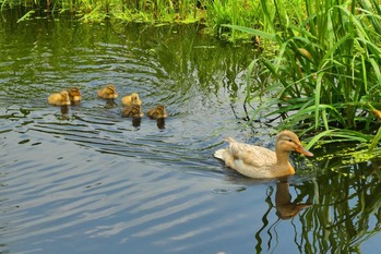 elsemargriet-young-ducks-3519195_1920