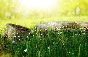 flowers-164754__340