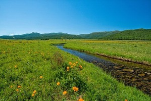 brook-2377732__340
