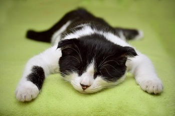 cat-gf0d3d2850_640