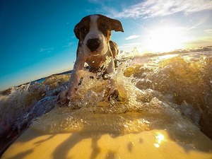 dog-2289451__340