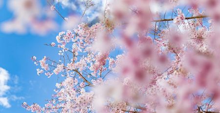 spring-5093894__480(小)