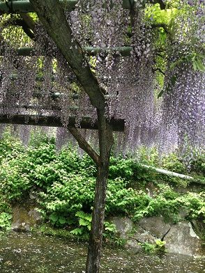 大雄山_藤棚bblog用