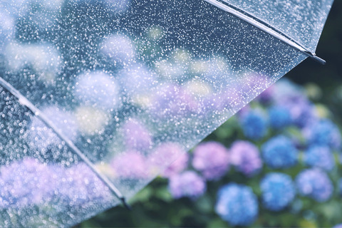 flower1043