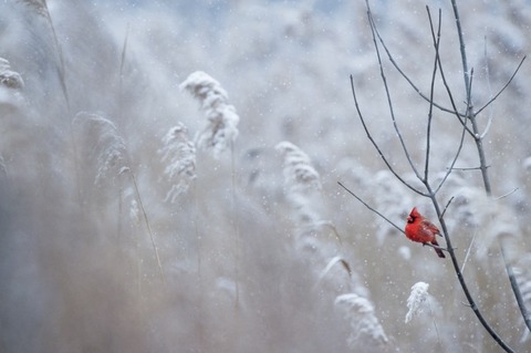 tree-snow-perched[1]
