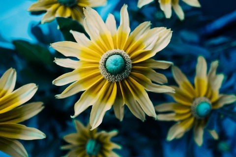 petal-flora-flower[1]