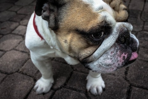tongued-bulldogs-dog-lying[1]