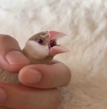 FullSizeRender