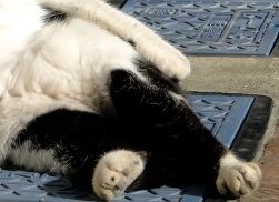 ねこ２