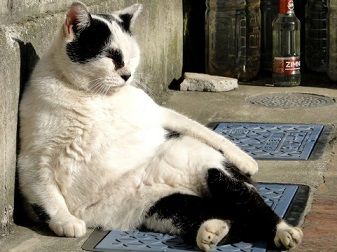ねこ３