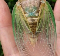 蝉