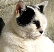 ねこ