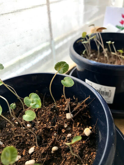 自分の能力を隠さないのはすごく怖い 心理カウンセラー 三好 成子