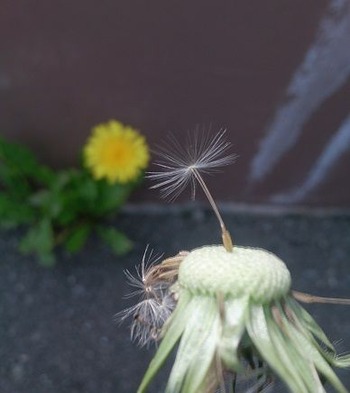 IMG_4253