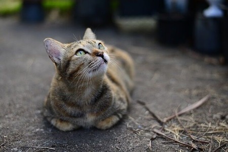 tabby-3943876_640