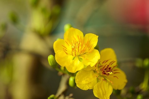 apricot-blossom-6001145_640