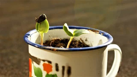 seeds-growing-up