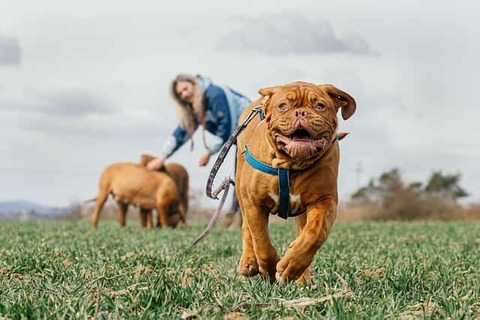 running-dog