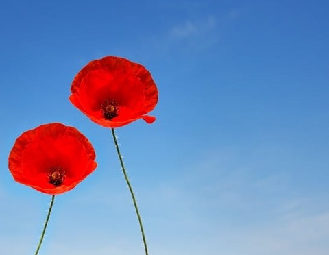 a-couple-of-poppy