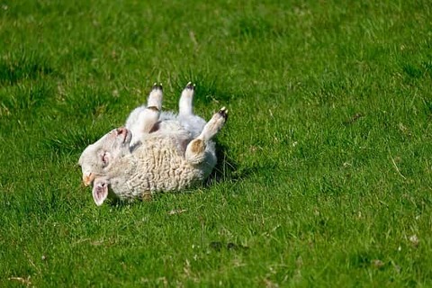 lamb-feels-good