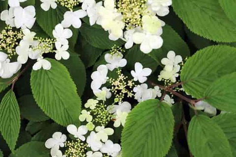 June-flower