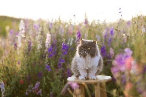 cat-now-and-here