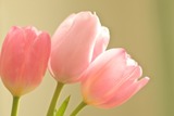 076a9e9c9f135fe2a0530147052e61a5_s