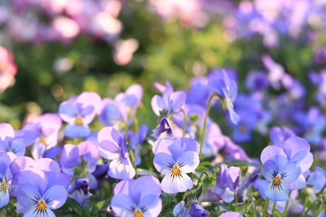 12��β֥������塼���ѥӥ���