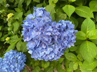 紫陽花
