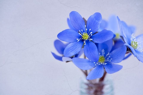 flowers-1338211_960_720