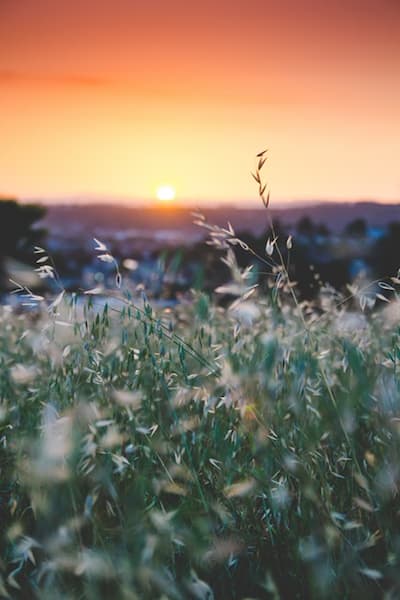草と夕日