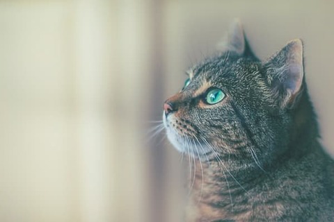 ねこ