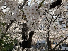 sakura - kayabacho 21.3.26