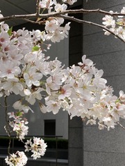 FDC6BC1A-013B-4EC9-9CCA-F8CC522EC5D2