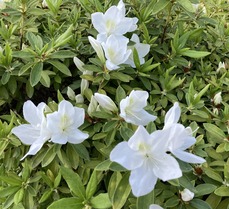 E7946531-9305-4EEE-8035-295650204E53