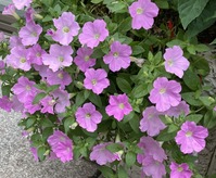 947D3E24-2D25-4208-8261-0DF532A7A8E2