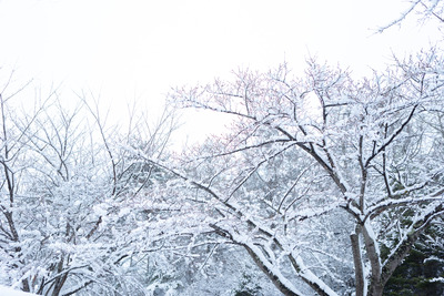 winter_snow_hayashi_6277_25