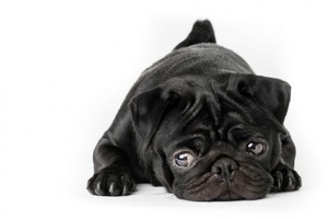 depositphotos_53697759-stock-photo-black-pug-dog