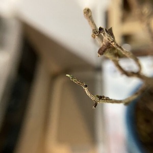 s-IMG_E0439