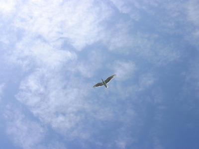 oozorani_1024