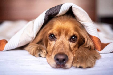 english-cocker-spaniel-