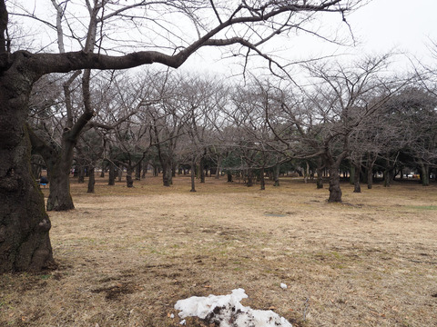 burari20180203 (5)