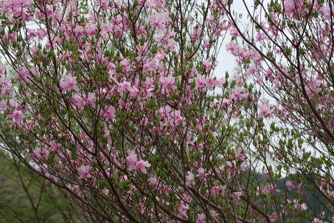 bnmn20170422 (1)