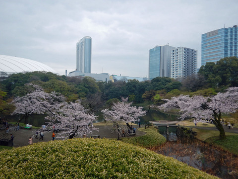 sakura20160403 (1)