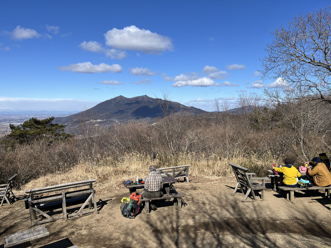 43 福井県産　天然山採り　リョウブ じつは食べられます。山採りリョウブ。