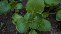 DSC00901