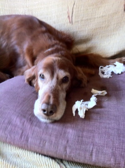 20110311ginger