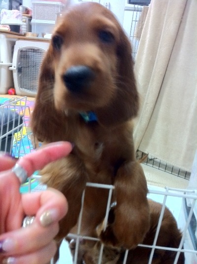 SidKid puppy